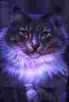 Purple For Psychic Cat