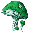 tired little fey toadstool