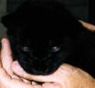 Baby Big Black Cat/Jaguar Photo