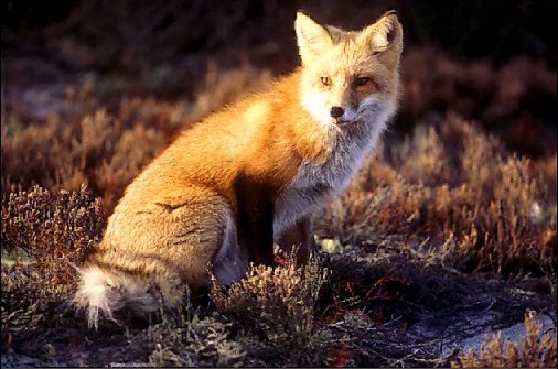 StarFox-Red Fox Photo