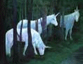 unicorn forest