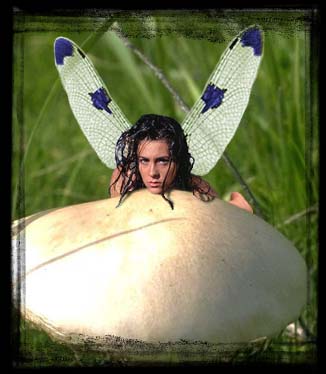 Mushroom Fairy