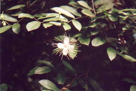 Flowers and Plants