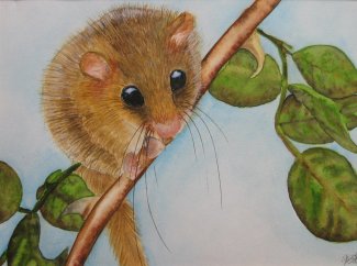 Dormouse