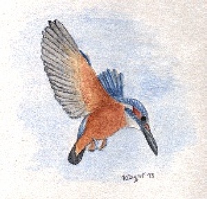 Kingfisher