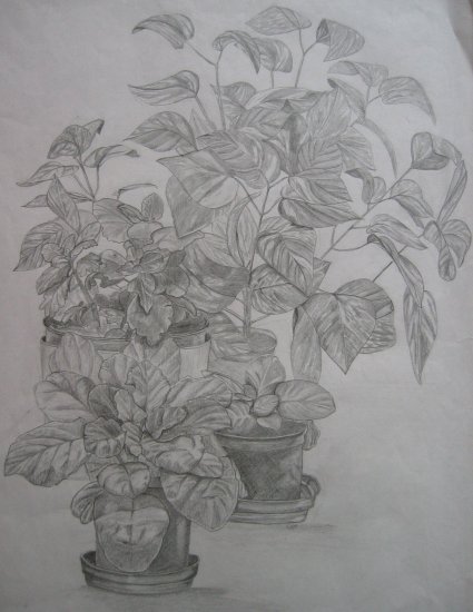 Pot Plants