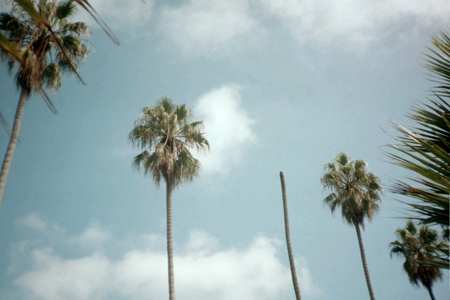 palm