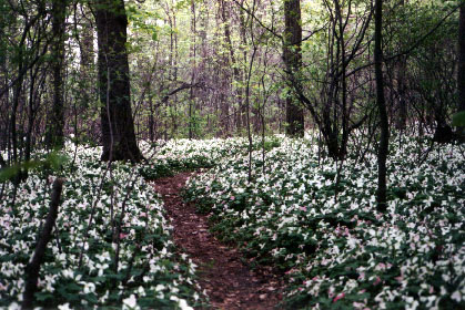 trillium path