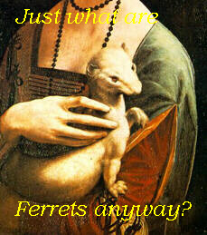 Just what are ferrets anyway?