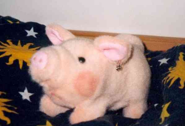 Schwein