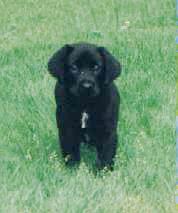 Libby as a puppy...awww...ain't she cute?