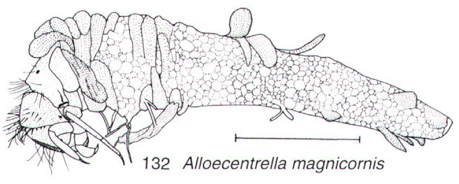 Caddis case constructed of moss and liverwort