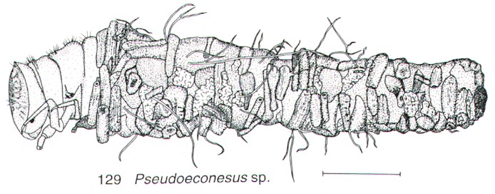 Caddis case constructed of plant fragments.