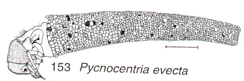 Caddis case constructed of sand grains