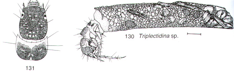 Caddis case constructed of sand grains and small plant fragments.