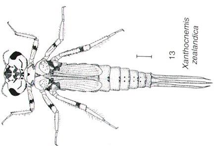 Damselfly Larva