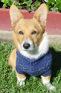 dobi in his sweater