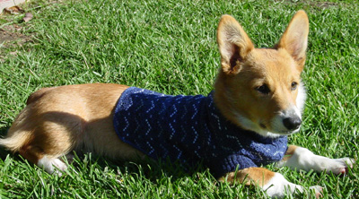 dobi in his sweater