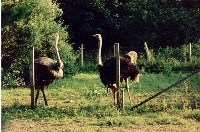 Ostrich farming