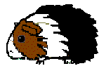 guinea pig