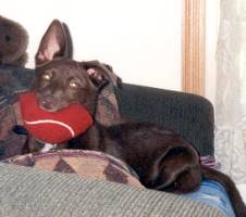 Lola with a red ball in her mouth