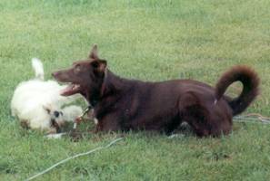 Lola playing with Maggie