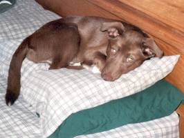 Lola sleeping on my pillows