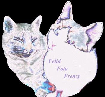 Felid Foto Frenzy