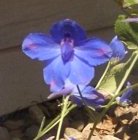 Blue Butterfly Bloom