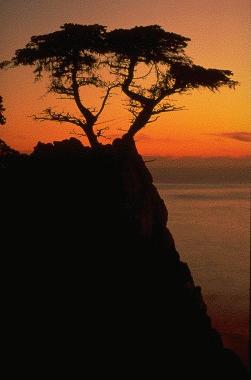 The lone cypress