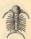 Trilobite.jpg (14302 bytes)