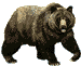 bear