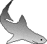 shark