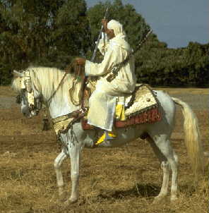 Picture of Fantasia Rider from Marrakech/Morocco