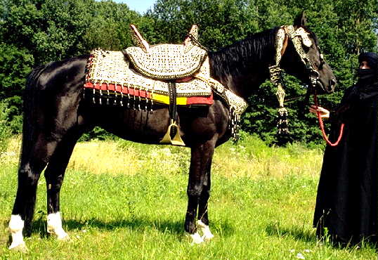 Moroccan Fantasia Saddle from Author's Collection