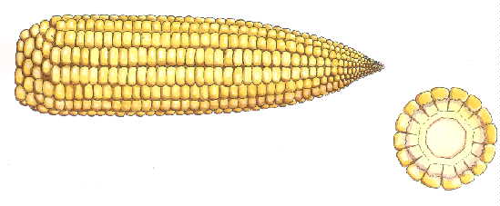 Corn