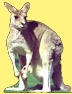 kanga