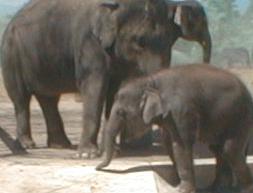 photo of elephants