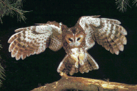 Owl