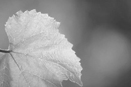 A grape leaf