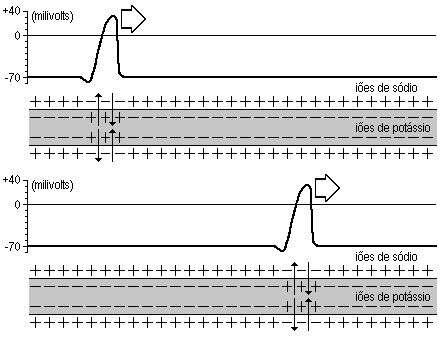 Diagrama do avano do Potencial de Aco