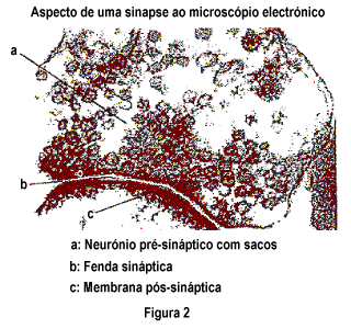 Sinapse vista ao microscpio