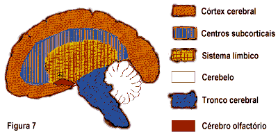 Diagrama do crebro