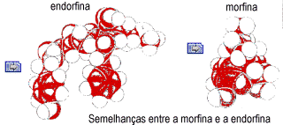 Moleculas de morfina e endorfina