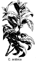 Ilustrao, coffea arbica