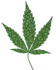 folha de cannabis sativa