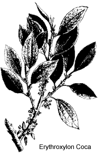 Ilustrao, erythroxylon coca