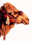 Image of Libyan Camel