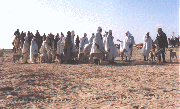 Sloughis in the desert