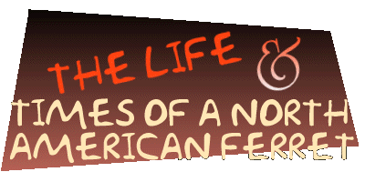 The Life and Times of a North American Ferret